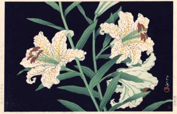 Kawase Hasui - Gold-banded Lilies thumbnail